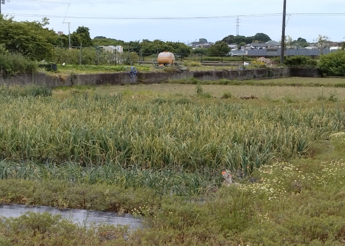 風景